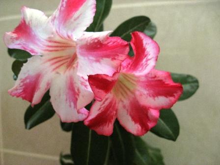 Гарри Поттер