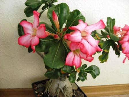 Обычный Пинк