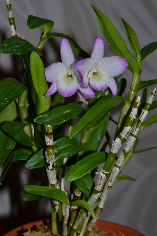 Dendrobium Sakura Hime