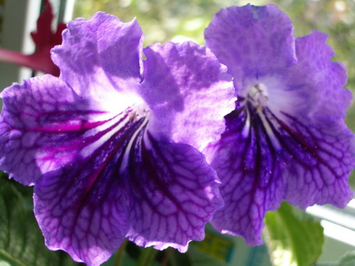 strep The King 2006 10 11.jpg