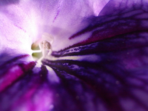 strep The King 2006 10 10.jpg