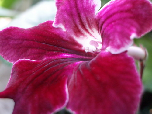 streps Br Chery Dip 2006 10 10.jpg