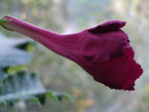 strep Cristmas Morning 2006 10 07.jpg