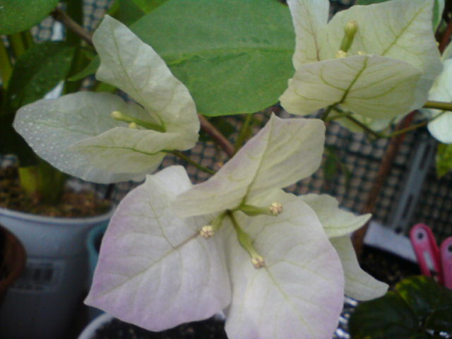 Мэджик гомеровский от солнышка порозовел