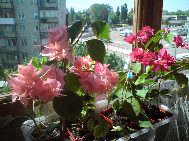 Thai Gold доцветает и Даибле Лиларосе