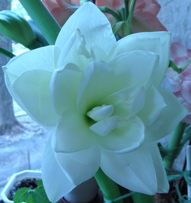 белый нимф1.JPG