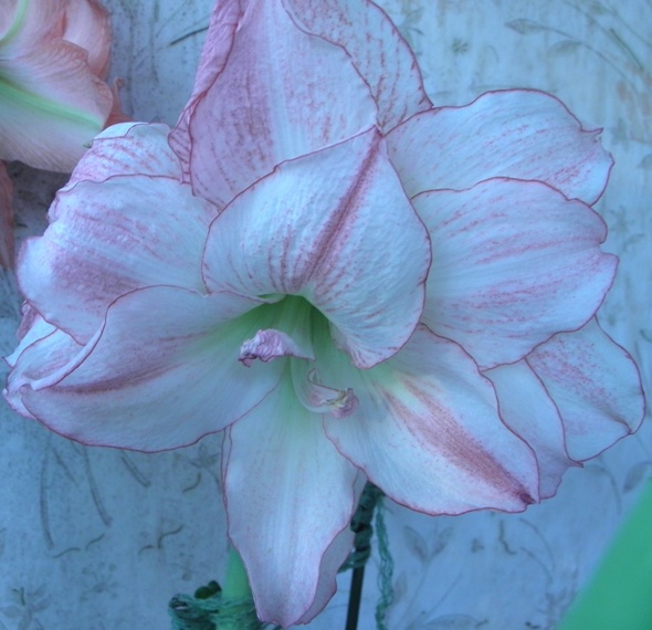 Афродита отцветающая1.JPG