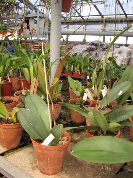 Oncidium Papilio.jpg