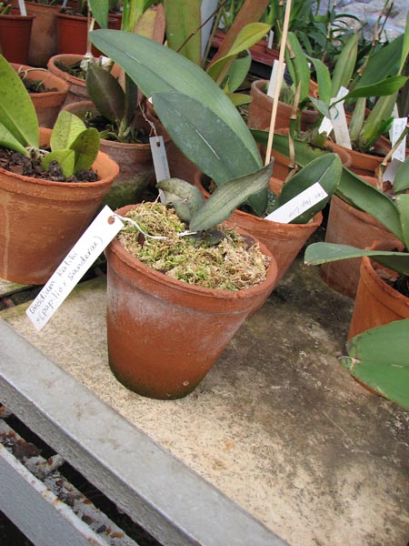 Oncidium Kalihi x (papilio x sanderae) 1.jpg