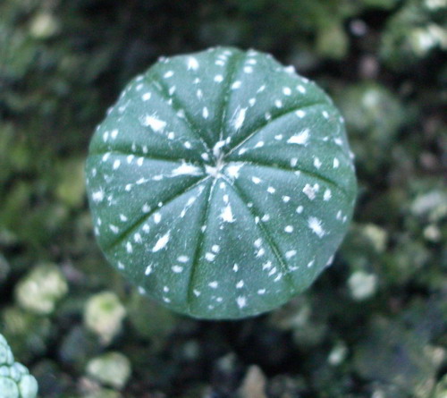 loph diffusa ~05 2006 10 10.jpg