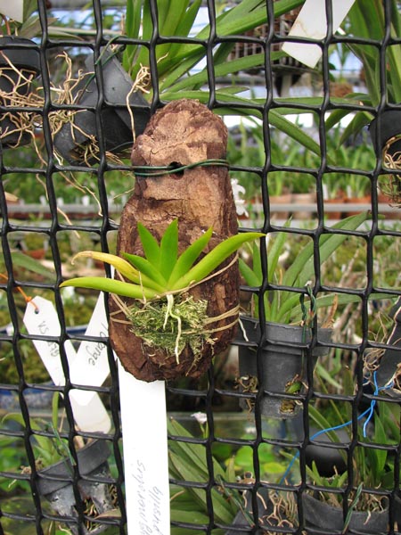 Psygmorchis pusilla.jpg