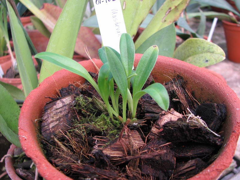 Masdevallia cyclotega.jpg