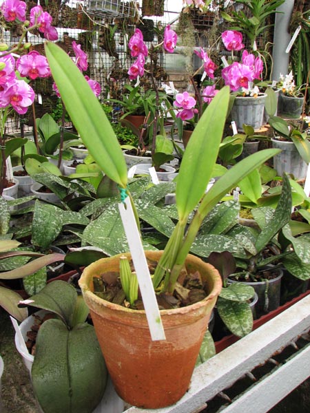 C lueddemanniana Morena x OK2 No 1 x C lueddemanniana dark lip  splash.jpg