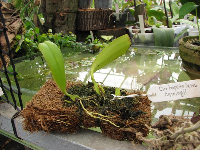 Cirrhopetalum cumingii.jpg