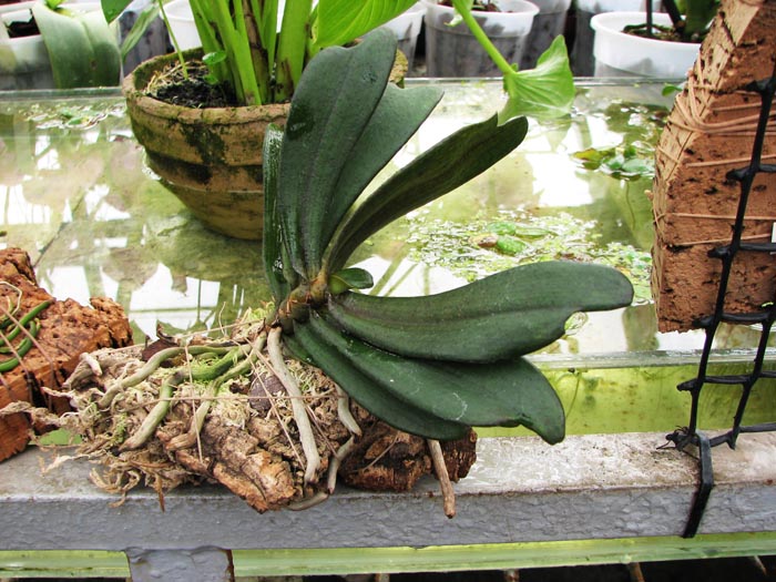 Aerangis biloba 1.jpg