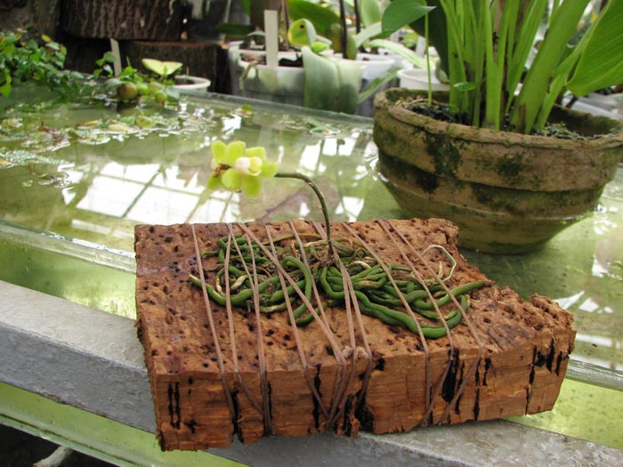 Chiloschista viridiflava.jpg