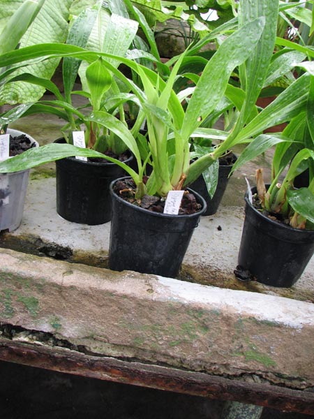 Zygopetalum Rhein Moonlight.jpg