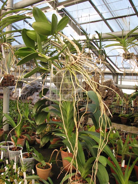 Cattleya Calummata.jpg