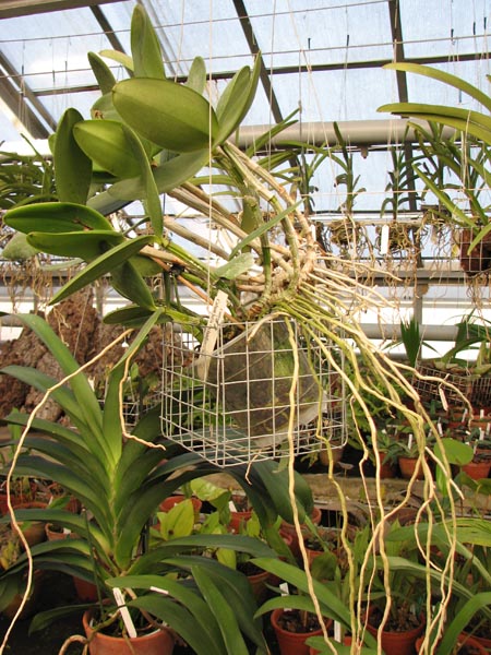 Cattleya Calummata 1.jpg