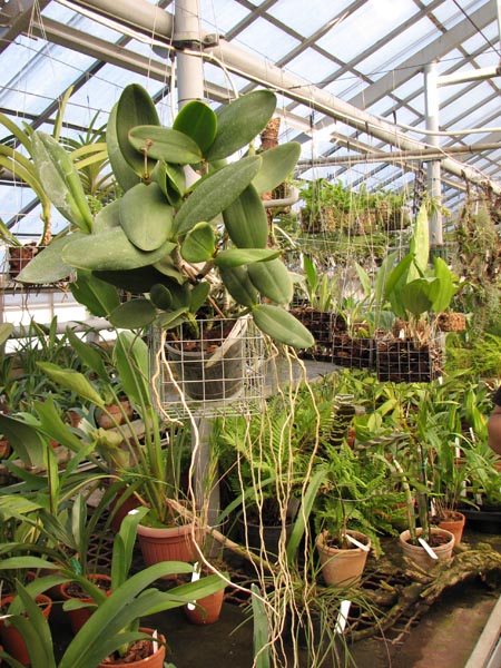 Cattleya Calummata 2.jpg