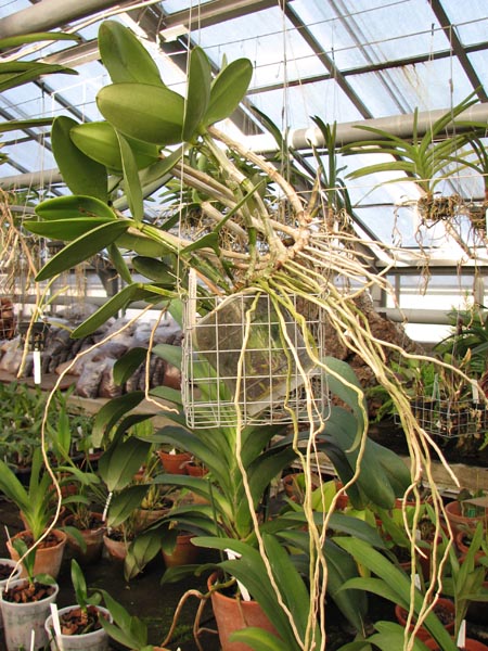 Cattleya Calummata 3.jpg