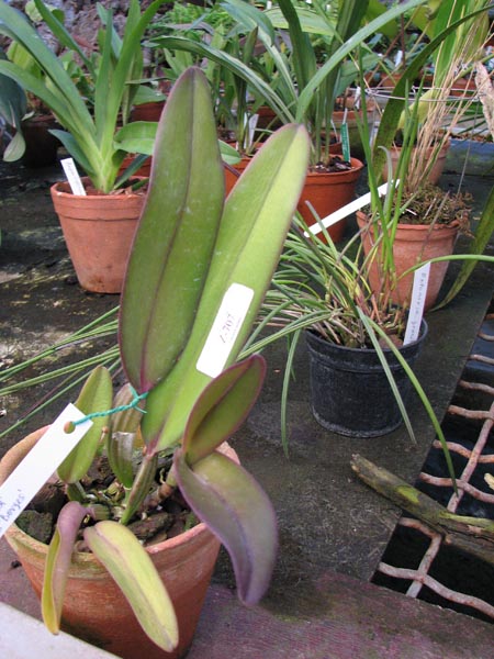 Cattleya labiata Vera Cristina x Cattleya labiata lilas Borges 1.jpg