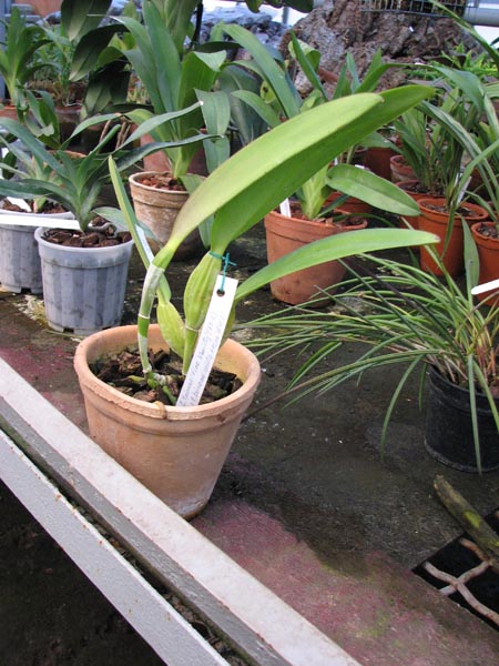 Cattleya trianae Fine Variety 98 8 x Cattleya trianae orlata rosea AWZ.jpg