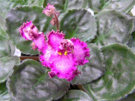 Lyon's Pirates Treasure.JPG