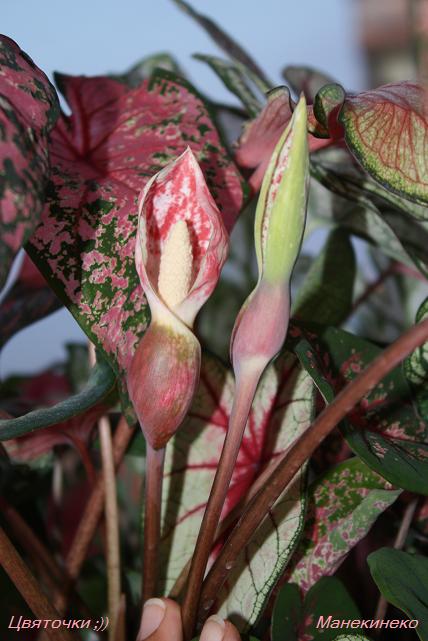 Каладиумные цвяточки.jpg