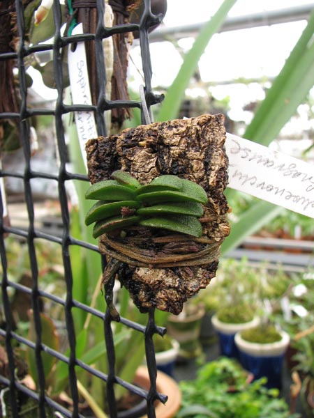 Schoenorchis fragrans 1.jpg