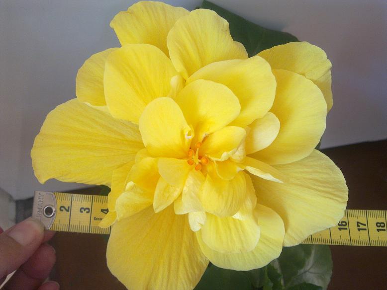 Гибискус Koenig