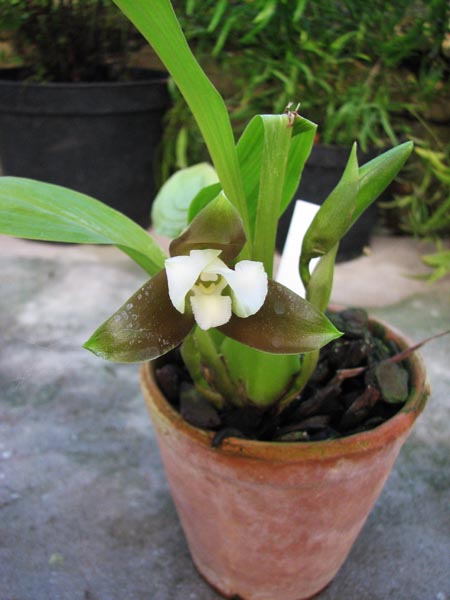 Lycaste1.jpg