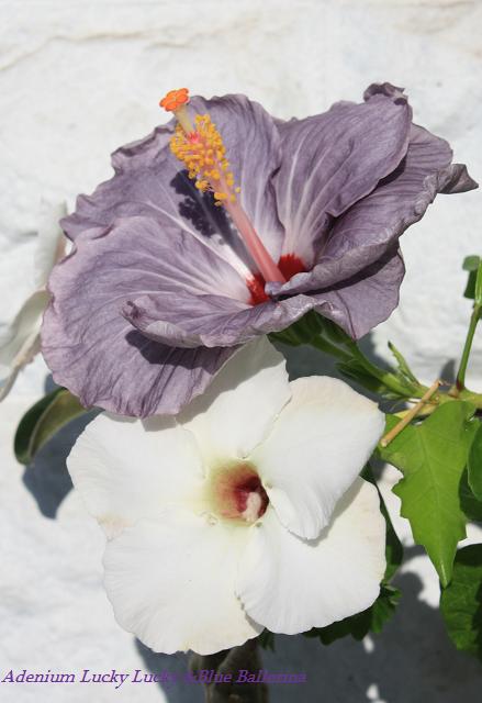 Adenium Lucky Lucky &Blue Ballerina.jpg