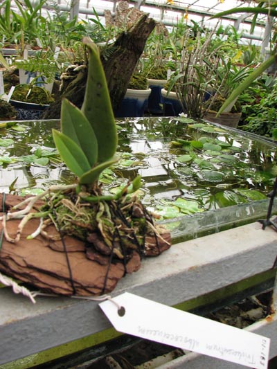 Trichocentrum albococcineum.jpg