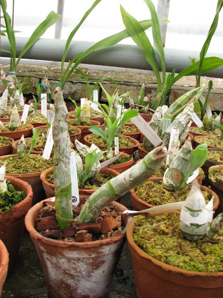 Cycnoches cooperi.jpg