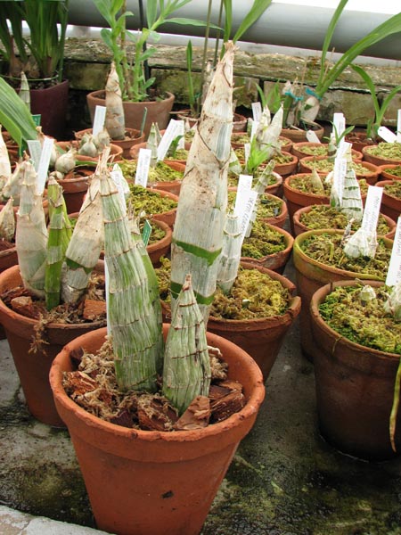 Catasetum saccatum.jpg