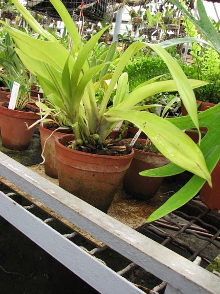 Bollea pulvinaris.jpg