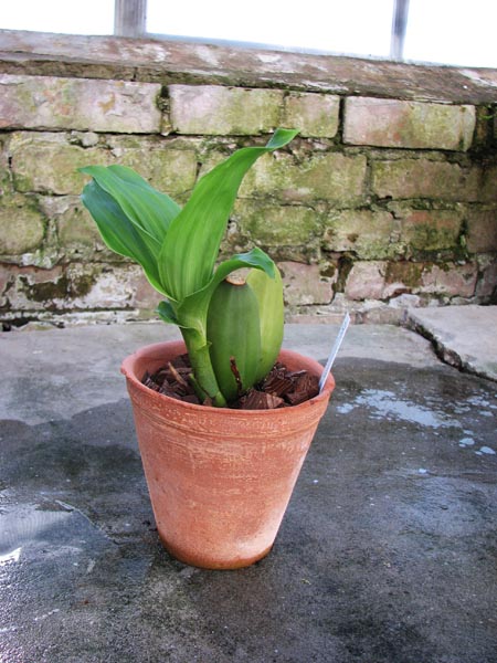 Lycaste cruenta Sweet Fragrance.jpg