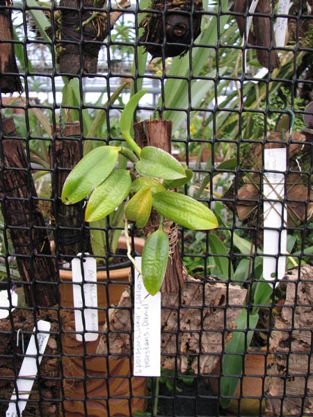 Laelia praestans Lena x Laelia praestans Daniel.jpg
