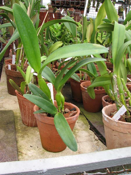 Laeliocattleya Sierra Skies Leone 2.jpg
