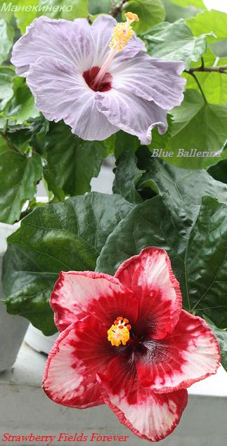 Blue Ballerina & Strawberry Fields Forever.jpg