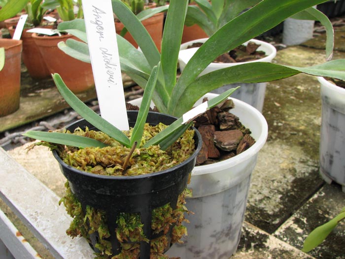 Angraecum didieri 2.jpg