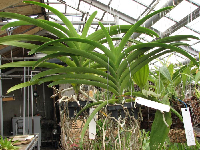 Vanda Gordon Dillon Lea.jpg