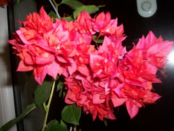 100_0794 (346x260).jpg