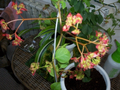 100_0807 (640x480) (400x300).jpg