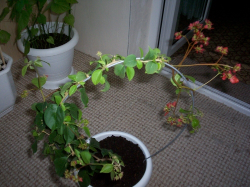 100_0808 (500x375).jpg