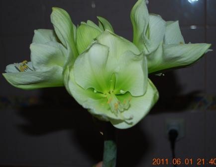 Лимон Лайм1.jpg