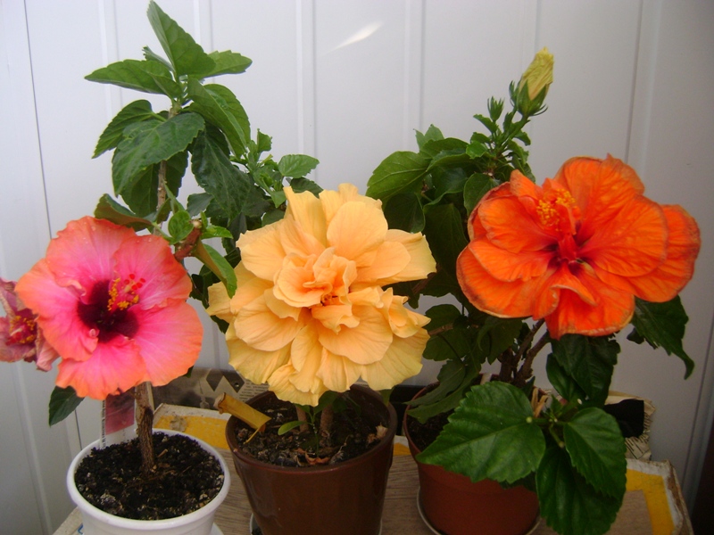 Erin Rachal, желтая махрушка и Мадрид