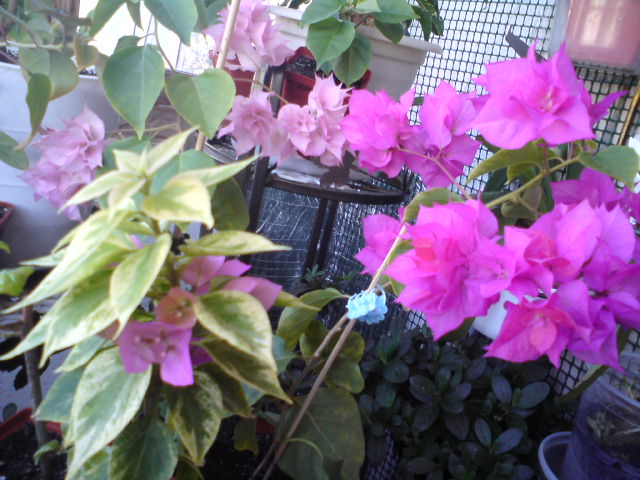 Mini Thai, Thai Gold, Double lilarose