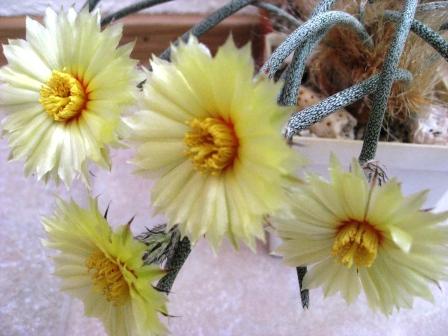 дигитостигма